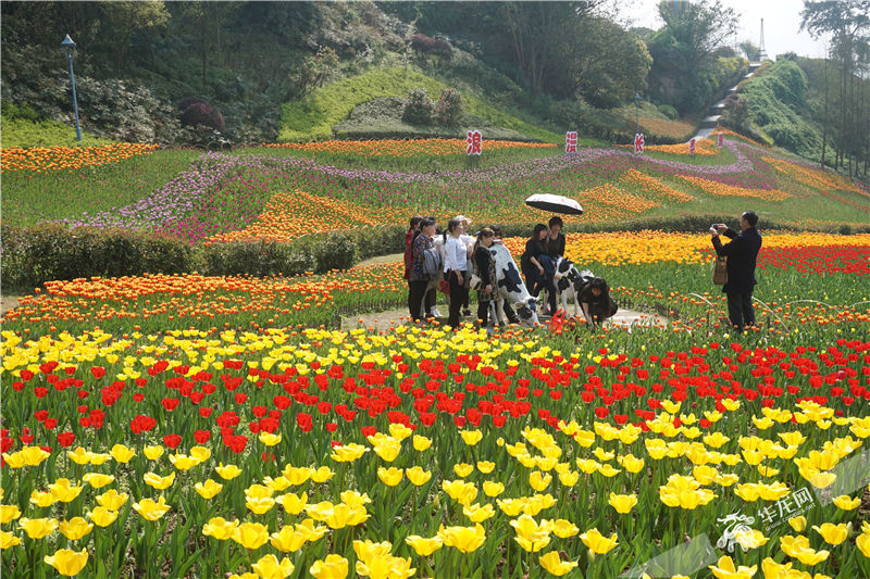 又是赏花好去处 长寿湖100余万株郁金香开好啦