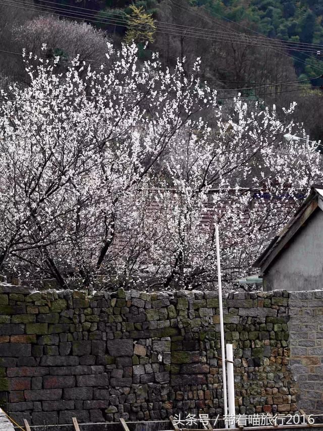 宁波四明山上这个神秘村庄，被樱桃花包围，如同世外桃源