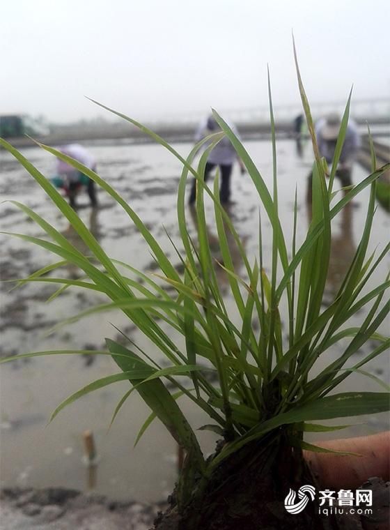 盐碱滩上也能种水稻!青岛海水稻插秧正进行