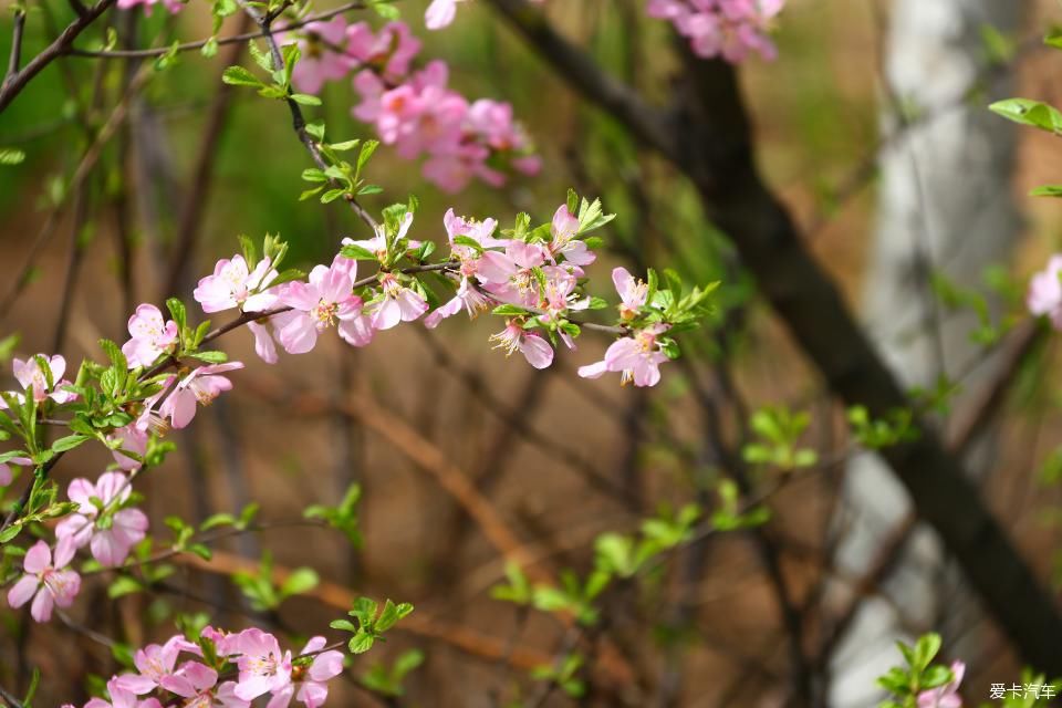 《春之彩》文瀛公园遛个弯!