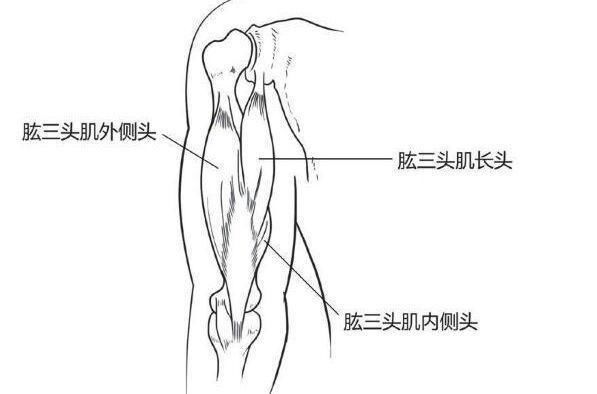 越弱越要练:如何锻炼肱三头肌