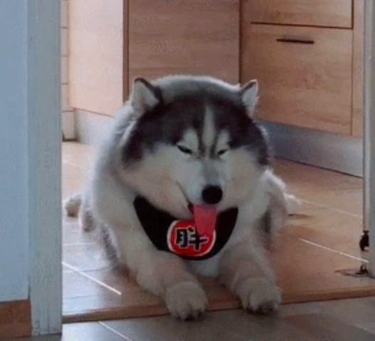 向朋友介绍家里的哈士奇不拆家,朋友看了这货
