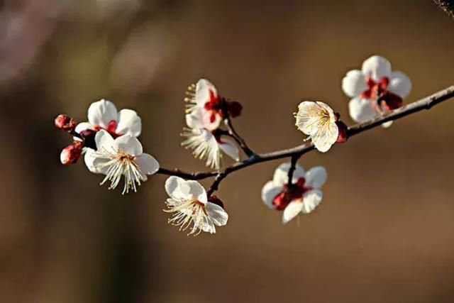 发财中国年：2018年重庆赏花时间表出炉，你全年都有花看