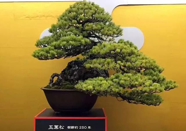 有钱任性！土豪们最爱选的庭院树，你选对了吗？