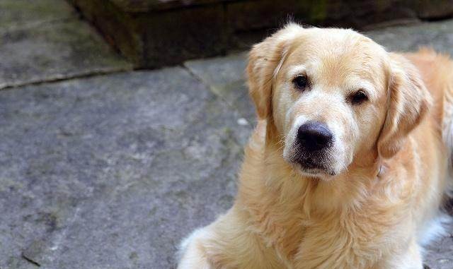 国外买房送了只大金毛?有房有狗的生活如此简