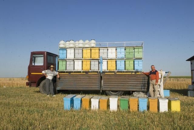 蜜蜂养殖技术|养蜂蜂群加脾及饲料