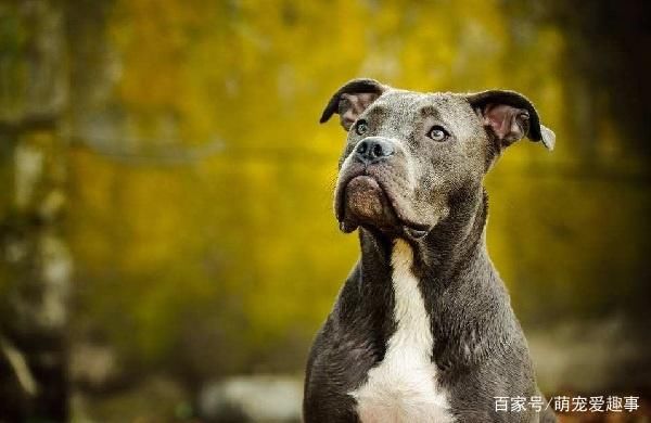 比特犬跟藏獒哪个厉害 t0143bc9badb38d6695.jpg