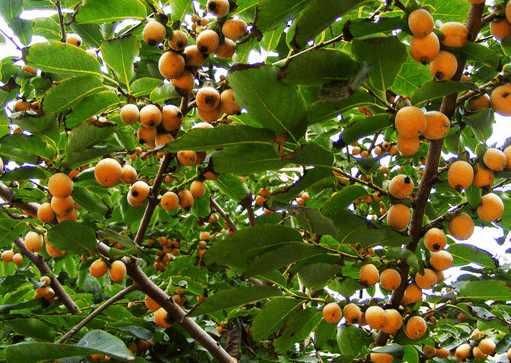 苹果的营养价值和功效100多字 t0143c49e743b0cb989.jpg