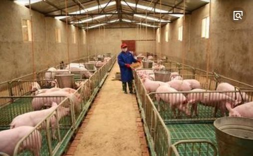 河南生猪价格大跌，猪倌苦不堪言，每卖一头猪要赔300元