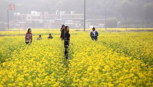 韶关油菜花海“大爆发”，万亩花开满地金！此时不看更待何时！