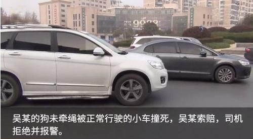 狗主未牵狗绳,狗被车撞死 交警:车主无过错 但需