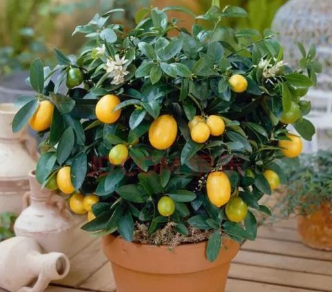 柠檬盆栽怎样种?这三个绝招传给你,盆栽好养结