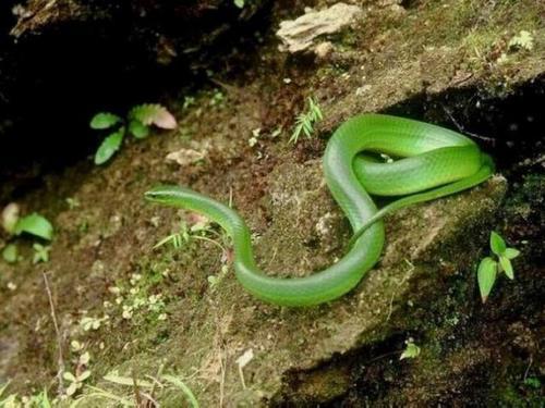 翠青蛇,一种无毒温顺的中等体型卵生绿蛇长和