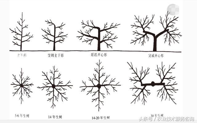 (2)单层高位开心形 这是河北省农科院石家庄果树研究所通过多年试验总结推广的一种树形。干高60厘米左右,无明显的主枝,中心干上均匀地排列着枝组基轴(相当于缩短了的主枝)或枝组,基轴长度30厘米左右。中心干和基轴上着生10~12个健壮的长放枝组。全树只有一层,中心干顶部(不包括延长枝)距地面1.