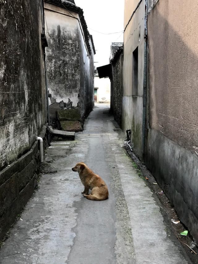 浙江周边藏着一个未开发的古镇！原始纯粹还免费！趁人少快去！