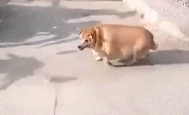 606_369gif 动态图 动图