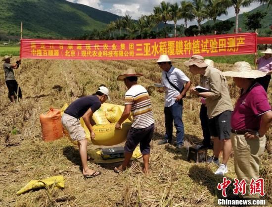 袁隆平“超优千号”水稻测产创海南单产历史最高纪录