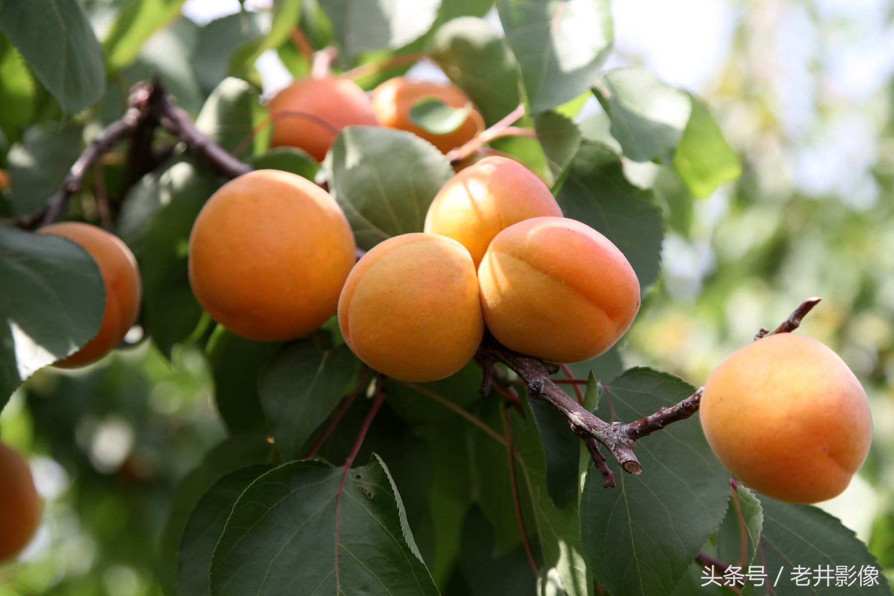 山西临猗大杏成熟,1周时间价格骤降1元1斤,好