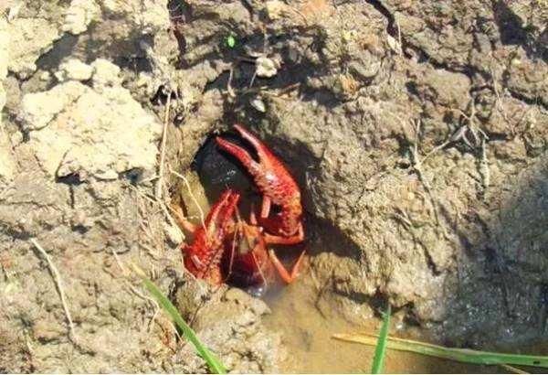 10万小龙虾大军围攻英国水坝,中国人:好想吃一