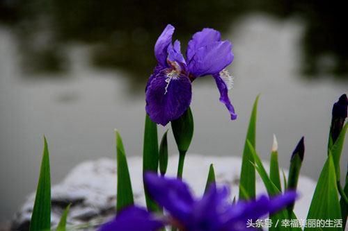 紫罗兰盆景如何种植 种植紫罗兰盆景的注意事