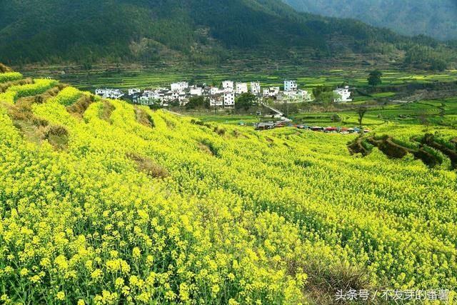 三月油菜花开，带上你的行李，一起走进花的海洋