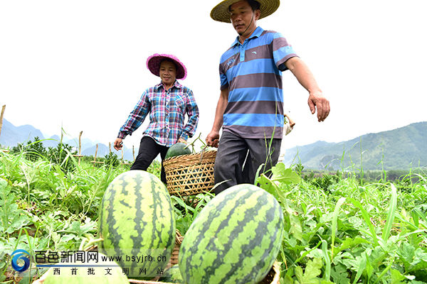 德保:脐橙果下套种西瓜获丰收