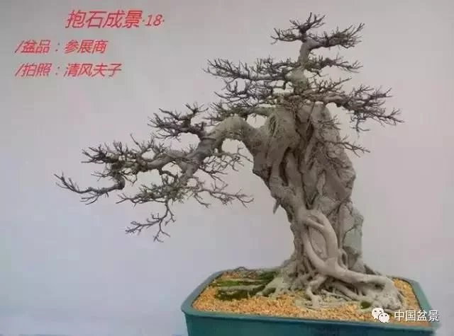 欣赏典雅新奇抱石盆景,学习抱石盆景制作技巧 - 武汉老徐 - 武汉老徐的博客 欣赏典雅新奇抱石盆景,学习抱石盆景制作技巧 - 武汉老徐 - 武汉老徐的博客