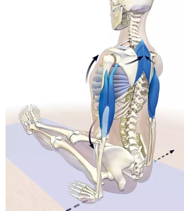 瑜伽教培连载34:手杖式 看着简单做起来难