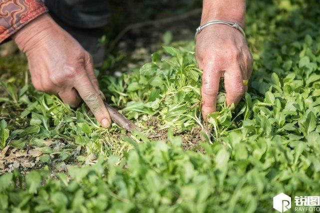 野菜住进大棚卖得比肉还要贵 现在吃正好