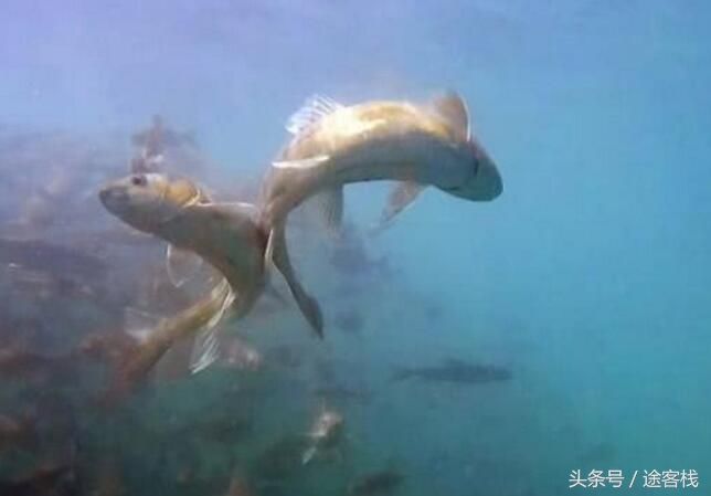 这个湖泊有上亿公斤的鱼