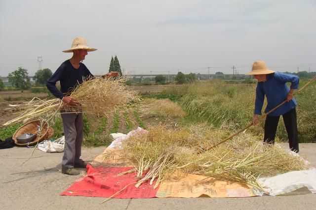 铜陵市义安区：抢好天打收油菜籽