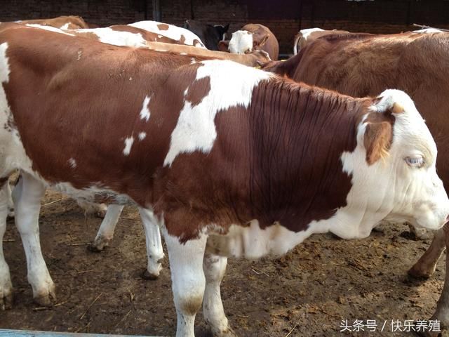 养牛新手常见问题，养什么品种的牛最好？