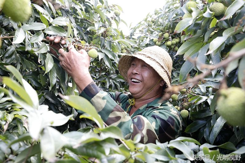 海南:农民种的这种水果卖到脱销，果实压满枝头，一年卖出6亿斤