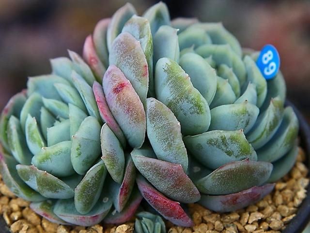 养肉时最讨厌遇到的人,居然是比伸手党更可怕