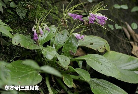 农村的这种野草，有治疗咽喉功效，很多人都不知道是什么野草