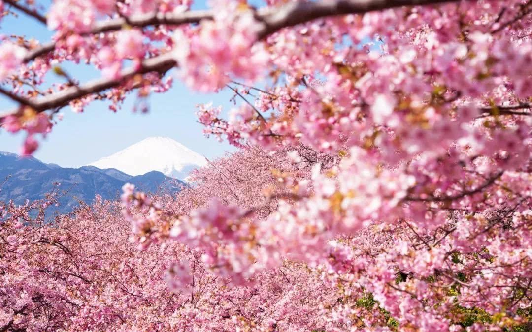 又是一年赏樱时:2018日本樱花前线全攻略!