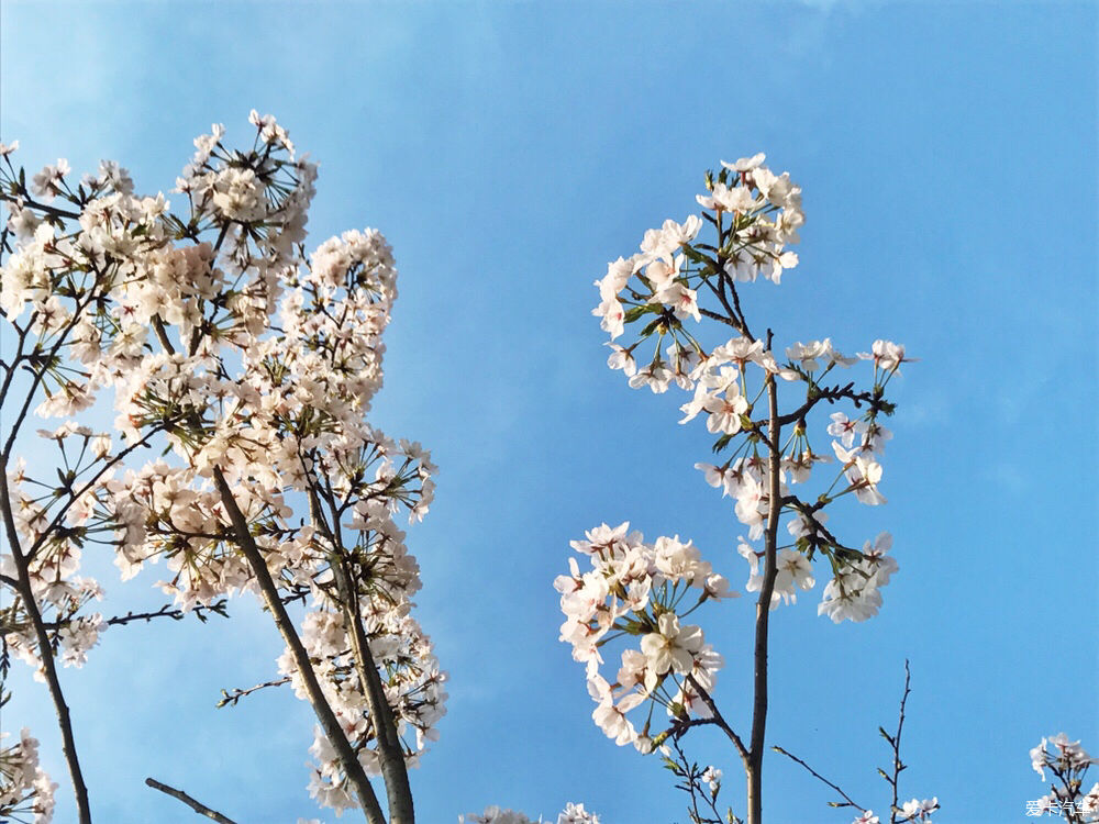 【春之彩】又是一年樱花烂漫时
