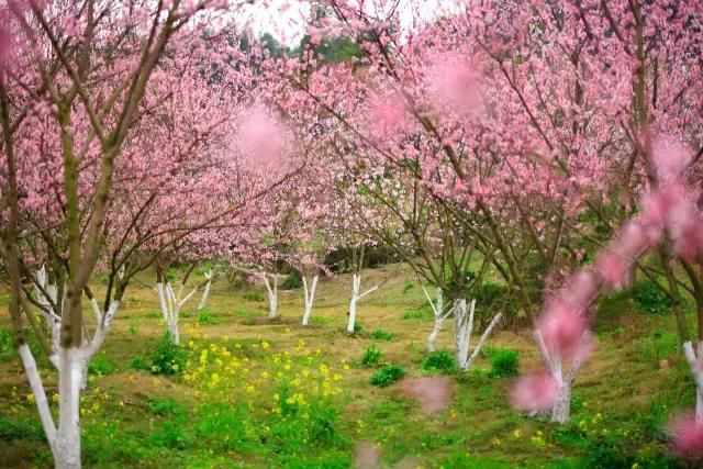 大四川七彩花海要美炸了？最新赏花地图在此，请收好！