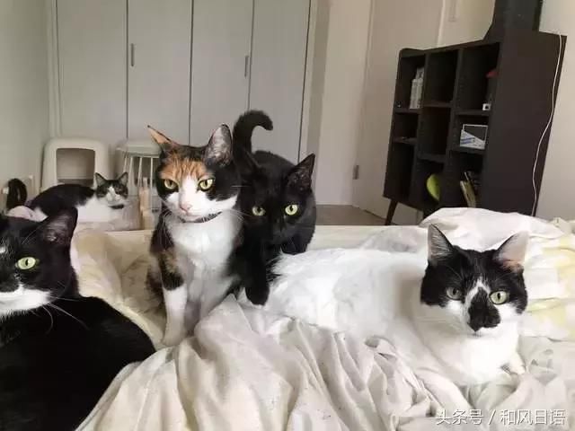 日本网友没按时给主子喂猫粮,结果会是什么下