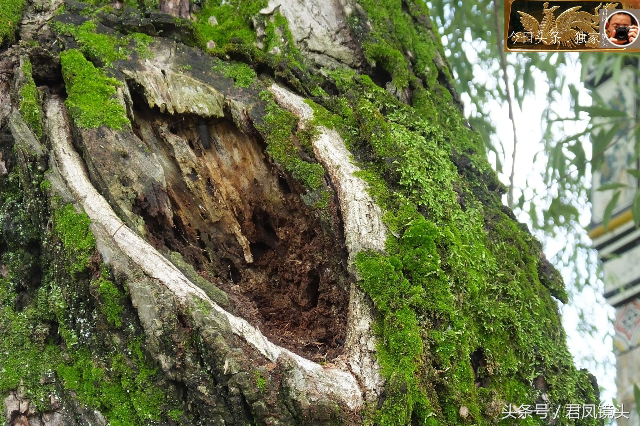 乡村趣闻:寺庙前，一棵杨柳树高约10米，树洞似菩萨的眼睛!