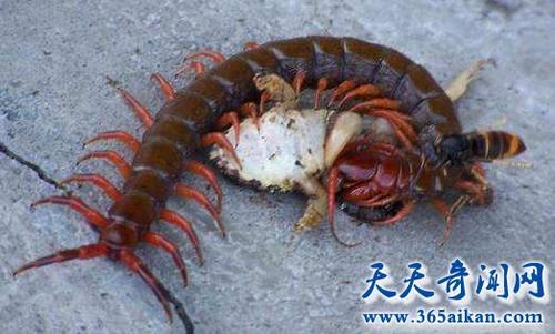 云南蛊毒是真的吗 揭秘湘西致命巫蛊术是否存