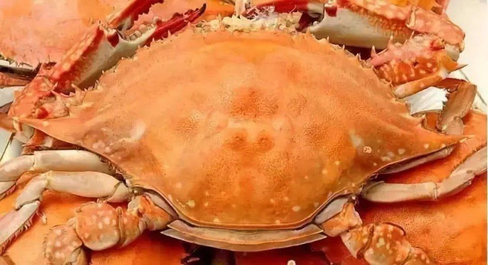 禁渔期结束,又到了赴舟山吃海鲜的时候了,这份