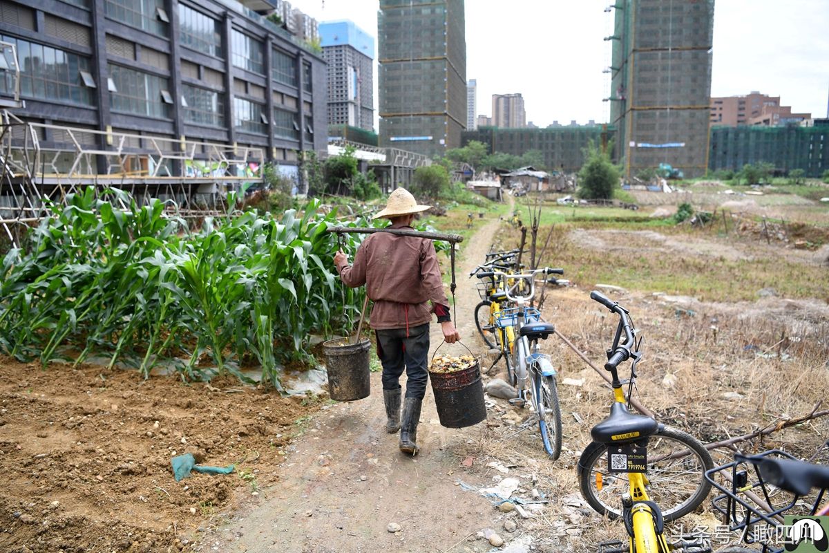 城市荒地寸土寸金被农民开垦出菜地，泔水灌溉附近臭气连天