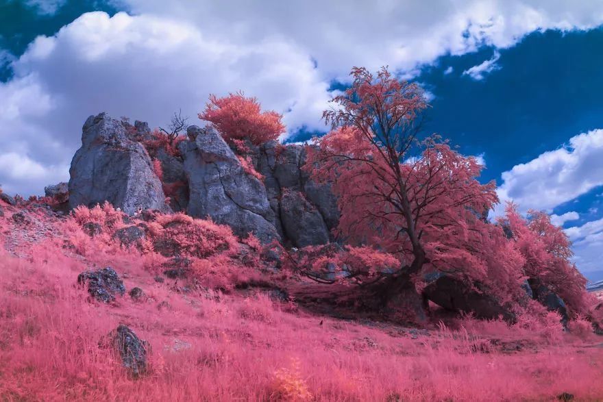 【每日美图】红外摄影里的粉红世界