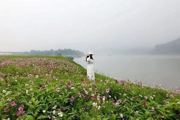 这个距重庆主城仅30分钟的古镇，波斯菊已铺满江岸!