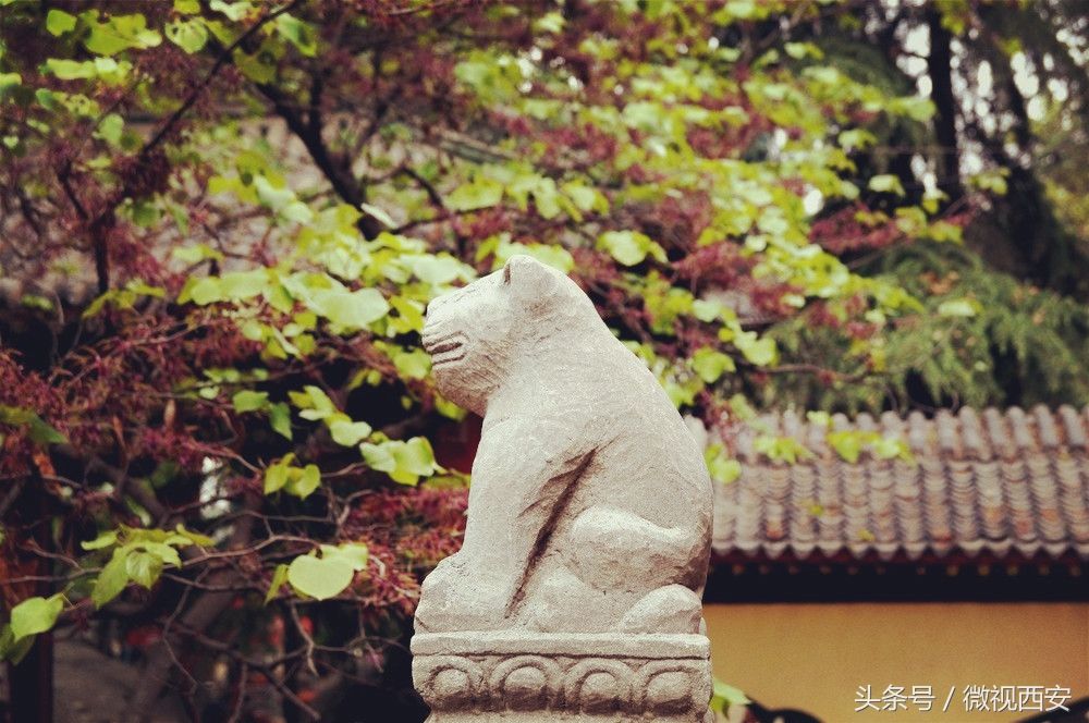 华山自古一条路，古道深处有古观