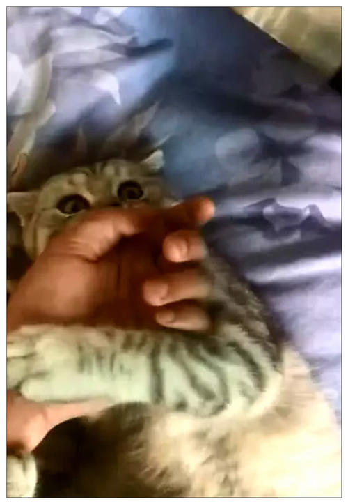 猫咪啃手不放,主人拿出宝贝后,它的反应让人笑
