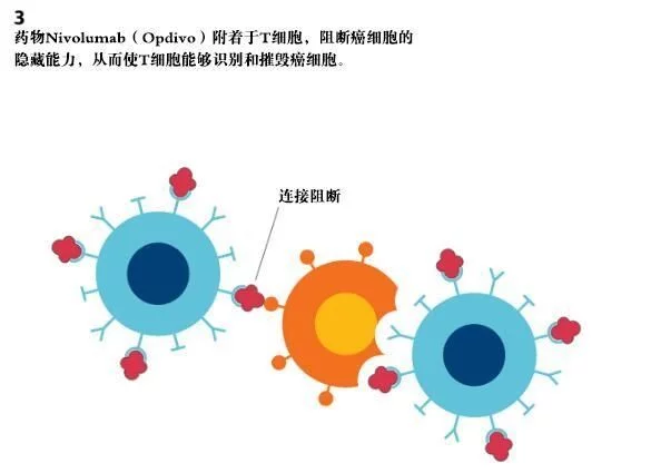 “癌症克星”pd-1怎样实现治疗多种癌症的!