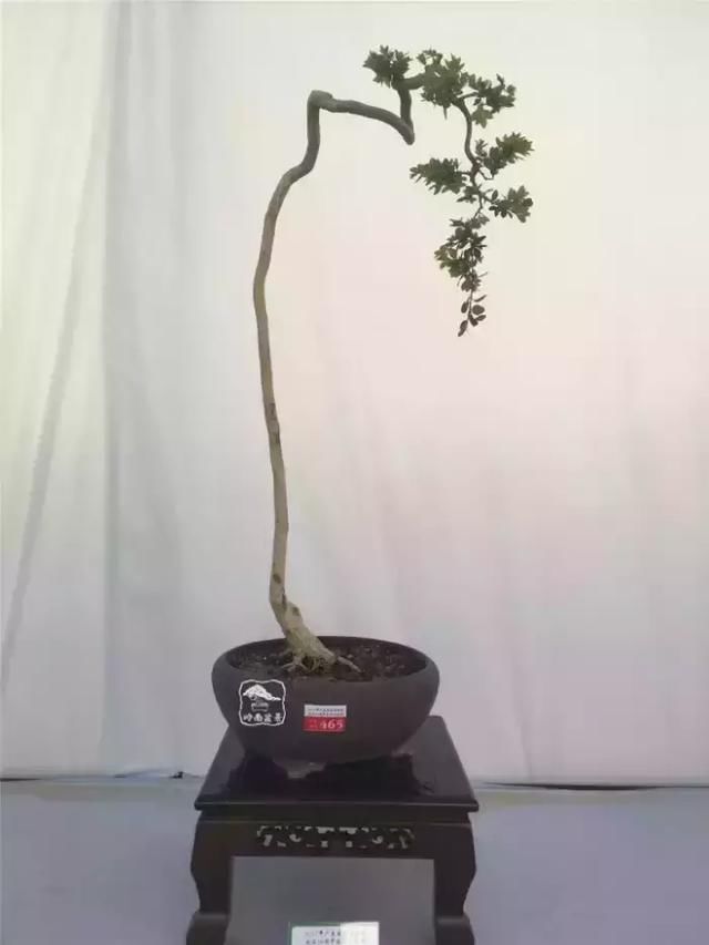 一组海岛黄杨盆景作品欣赏 感谢大自然的慷慨