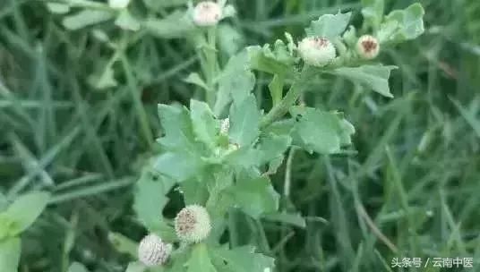 只需闻一闻这株草，多年鼻炎不药而愈